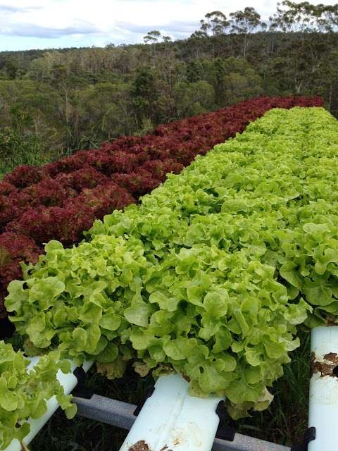 Photo: Lettuce Alone Hydroponics